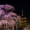 東寺　夜桜ライトアップ