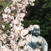 千本釈迦堂のおかめ桜