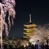 東寺　夜桜ライトアップ